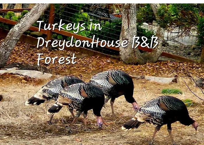 Dreydon House Bed And BreakfastBed and Breakfast